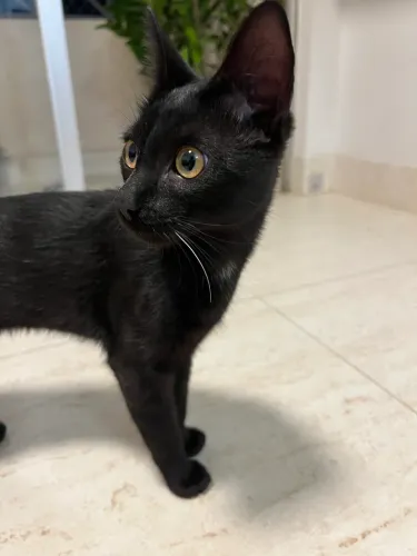 Gato Preto Castrado