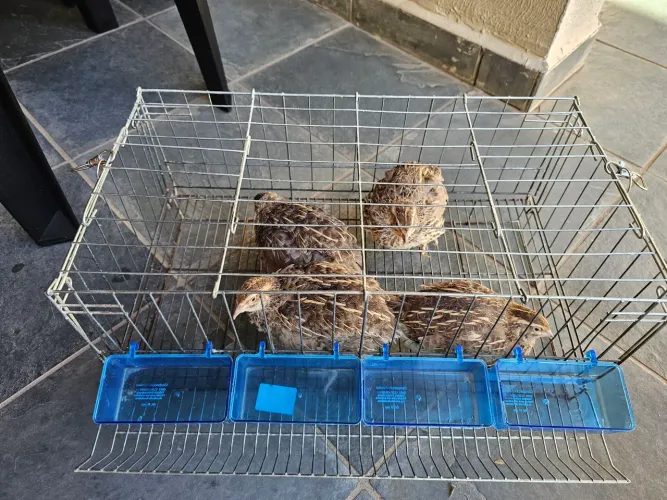 Gaiola para criação de codornas