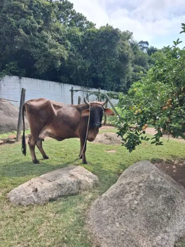 Vaca de leite 