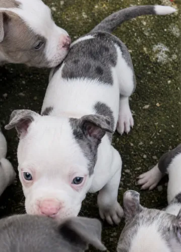 American bully