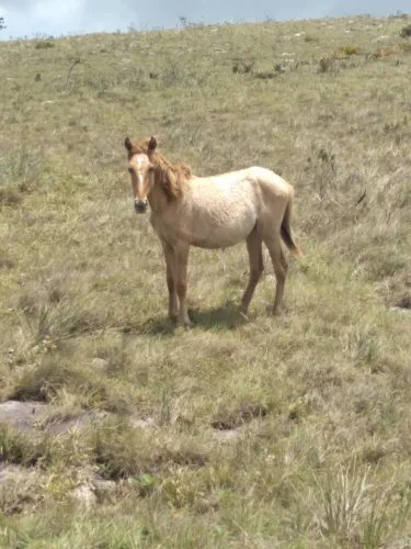 Cavalo 