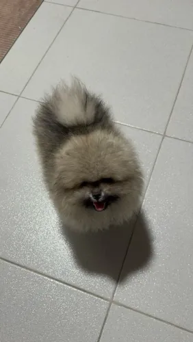 VENDO LULU DA POMERÂNIA (SPITZ ALEMÃO)