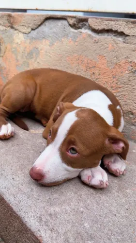  Filhote de american bully