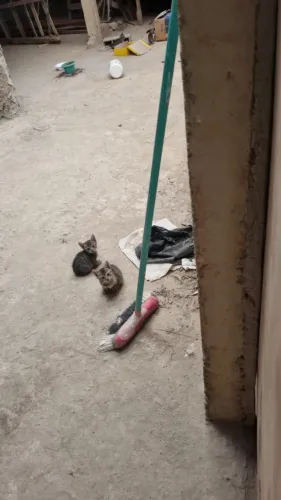 Gatinhos para Adoção