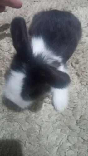 Coelhinho fofinho docel fuzi loop
