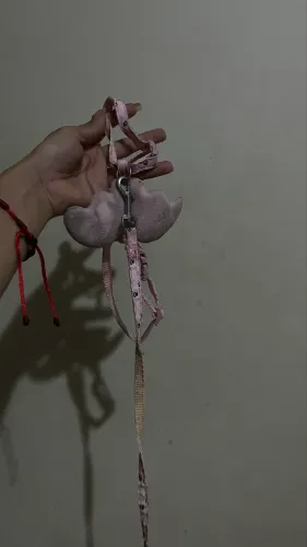 Pet acessórios 