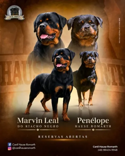 Filhotes de Rottweiler - Canil Hause Romarth