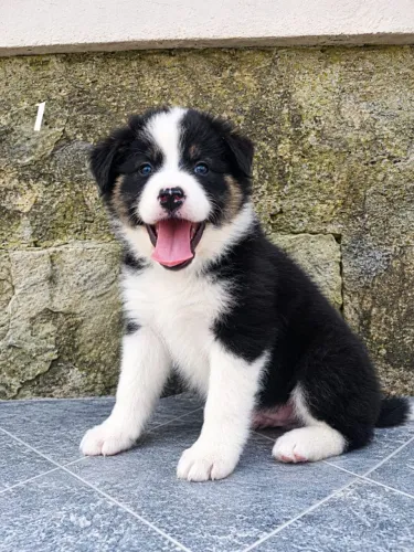Filhotes border Collie