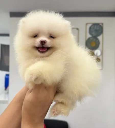 Vendo filhotes de Spitz alemão