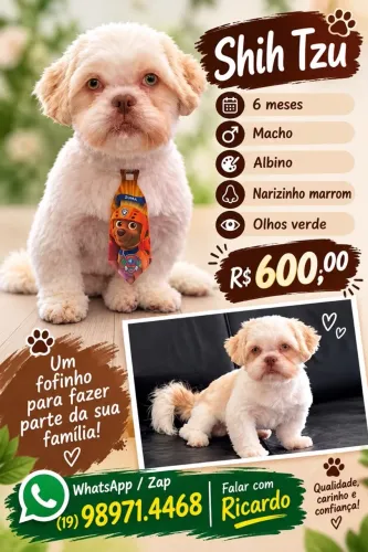 Vende se filhote de 5 meses de Shitzo Albino