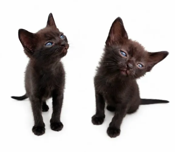 Doação filhote de gato