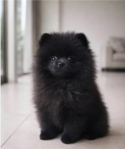 Cachorro Lulu-da-Pomerãnia