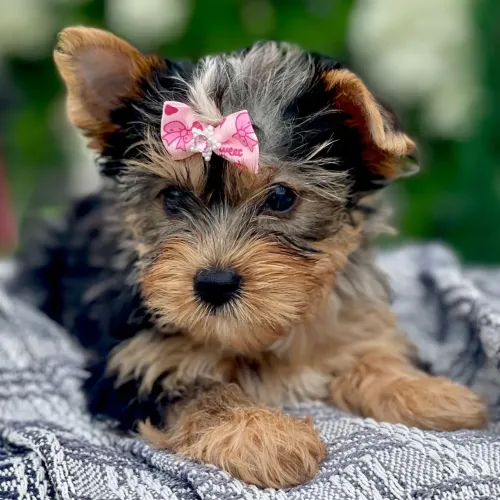 Yorkshire Terrier: O filhote mais Charmoso e fiel que você vai ter