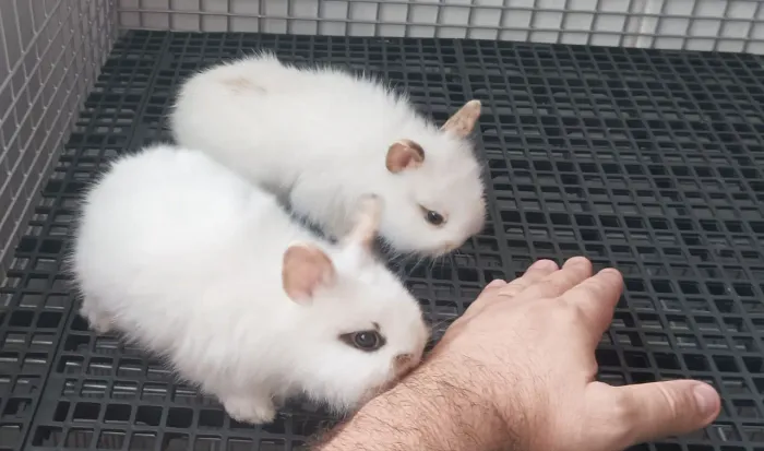 Coelho Mini Lion casal disponivel, valor unitário no anuncio são irmãos.