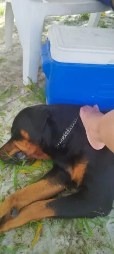 ? FILHOTES DE ROTTWEILER DISPONÍVEIS! ?