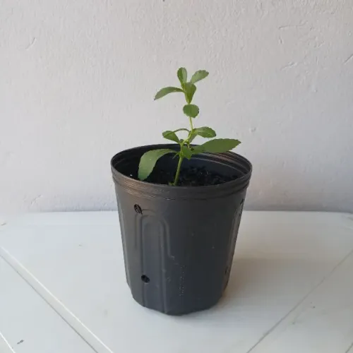 Mudas de Stevia
