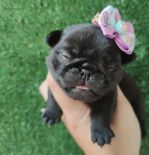 FILHOTES DE PUG MINI DISPONÍVEIS PARA RESERVA