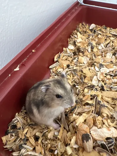 Hamster filhote 