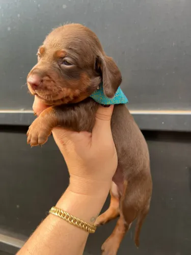 Dachshund Chocolate 