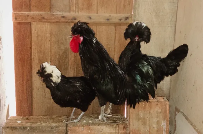 Galinhas polonesa