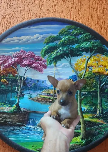 PINSCHER FÊMEA MINIATURA PERFEITA 1.600 ATÉ 10X SEM JUROS. 
