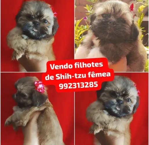 Vendo filhotes de Shih-tzu fêmea