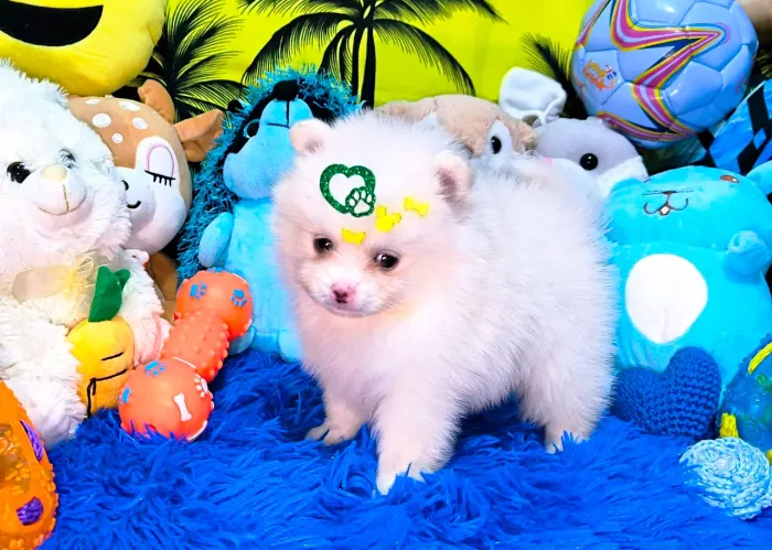 Spitz Lulu machinhos anão