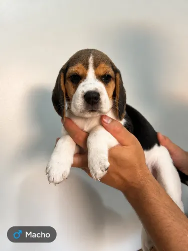 Filhotes de Beagle
