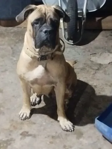 Cadela da raça Bull mastiff disponível 
