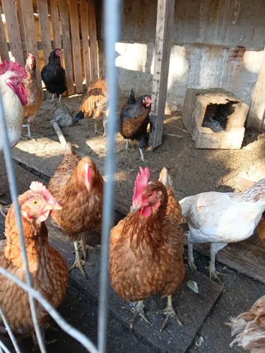 Vendo ovos caipira galados