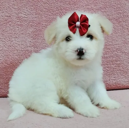 Poodle Toy Mini Fêmea 