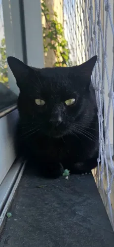 Gato para adoção
