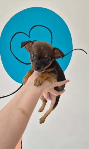 Pinscher fêmea