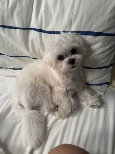 Maltês Filhote que merece atenção entre as ofertas