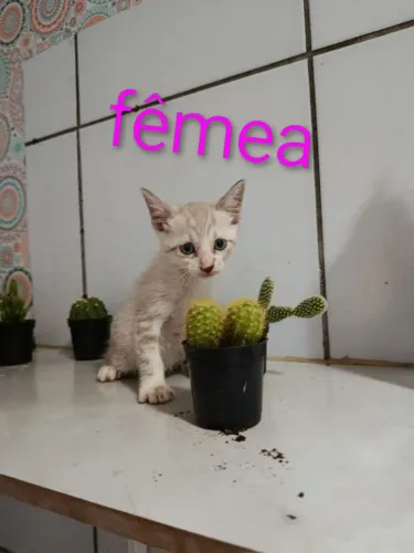 Lindos gatinhos para adoção 