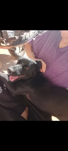 Cachorra perdida 