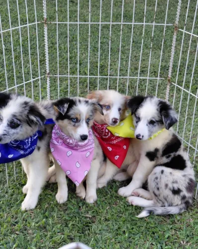 Border Collie - Filhotes disponíveis 
