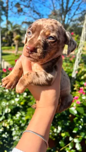 Dachshund