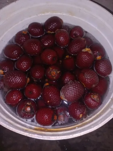 VENDO FUTA BURITE PRA RETIRA POUPA DIRETO DO PE NATURAL