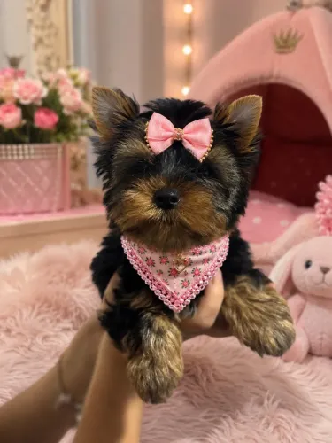 Lindinha yorkshire fêmea Terrier 68 dias