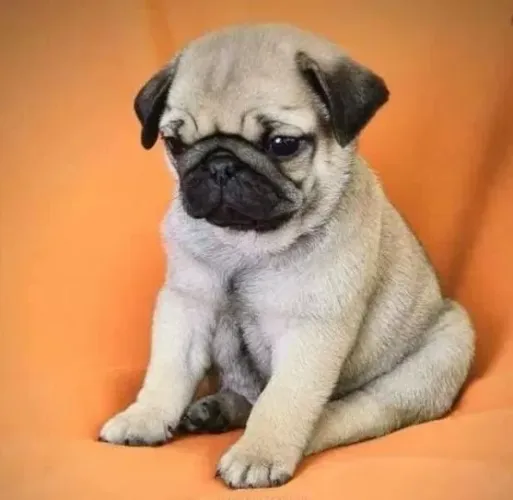 Pug Filhotes Extremamente Dóceis.