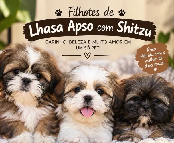 Filhotes de Lhasa Apso com Shih Tzu