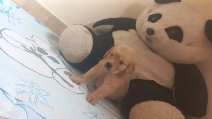 Golden Retriever filhotes lindos com ótima qualidade