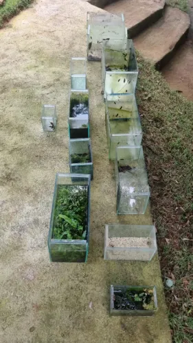 Aquarios