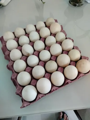 Ovo de Pata unidade