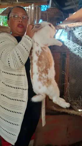 Vendo filhote de coelhos porte grande fêmea 150 ,00 machinho 100,00 interessados me chame 