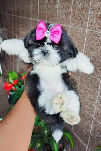 Filhote de Shihtzu Fêmea