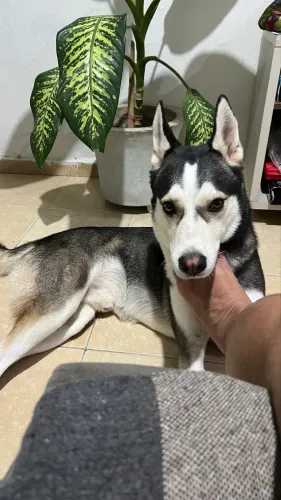 Husky ozzy procura namorada 