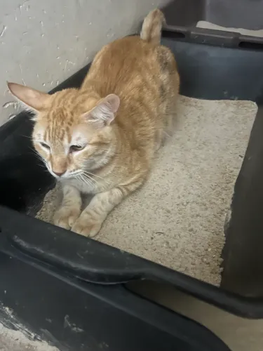 Gatos laranjas lindos pra adoção 