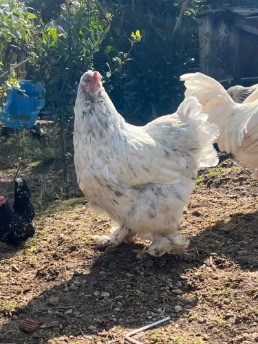 Galinha Brahma